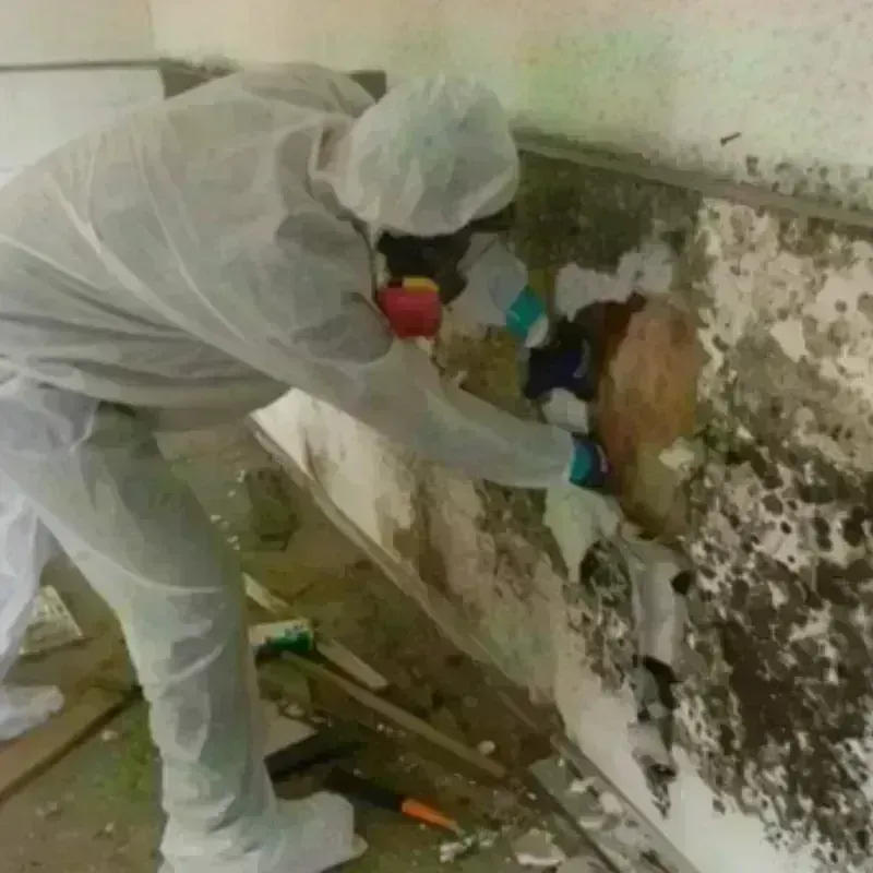 Mold Remediation and Removal in North Braddock, PA